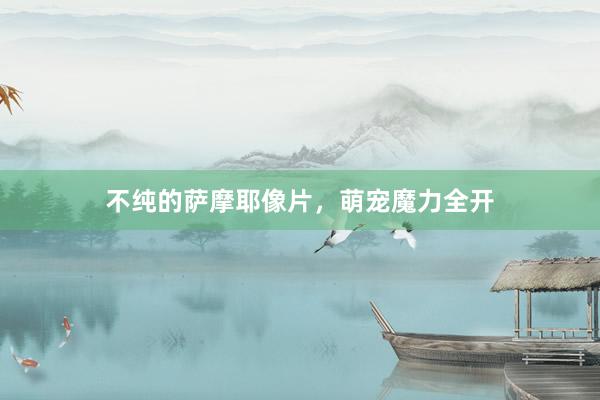 不纯的萨摩耶像片，萌宠魔力全开